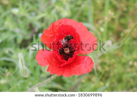 Furry bumblebee collects pollen from a red poppy flower in a summer meadow