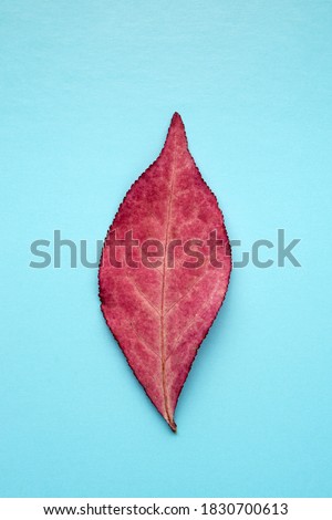 Autumn red tree leaf on a blue background, close-up. Euonymus.