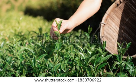 Close-up picture of a farmer's hand picking tea leaf from the tree and put in a bamboo basket at tea plantation in Chiangmai province northern of Thailand. Organic Natural selected by picker. Royalty-Free Stock Photo #1830706922