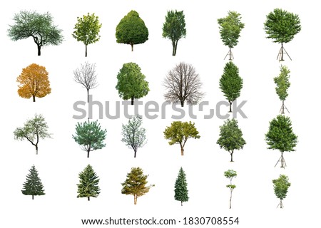 Tree dicut at isolated on white background.