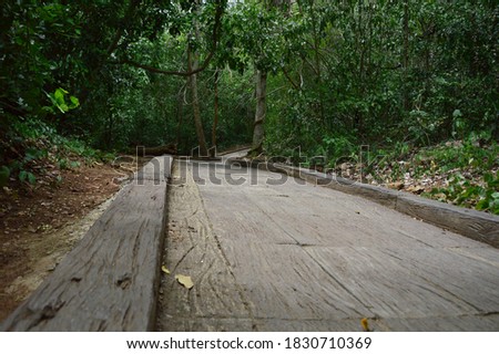 Forest pathway blurred background picture