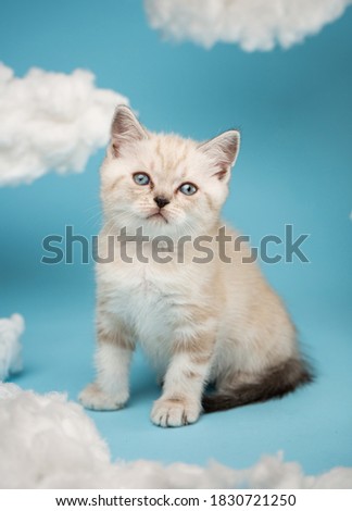 Portrait of a confident proud striped light beige Scottish kitten with large baboon eyes sitting on a blue background among white clouds. Pets, animals and cats concept.