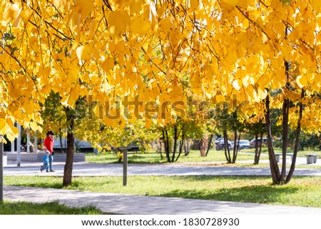 autumn season picture with maple leaves, natural sunlight
