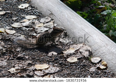 Chipmunk on a pebble path with a wooden border.