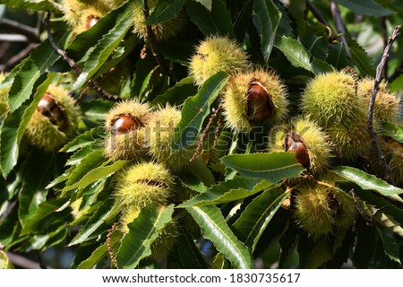 Chestnuts in hedgehogs hang from chestnut branches just before harvest, autumn season. Chestnuts forest on the Tuscany mountains. Italy. Royalty-Free Stock Photo #1830735617