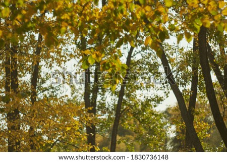 Blurred bokeh of autumn leaves in the forest on a warm Sunny day. Autumn forest, illuminated by the morning sun.The colors of autumn.
