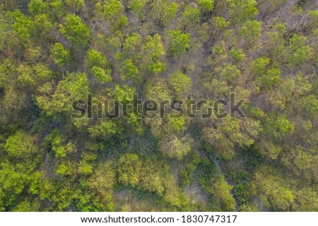Aerial View of the Largest Mangrove Forest in the World