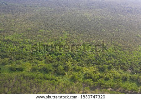 Aerial View of the Largest Mangrove Forest in the World