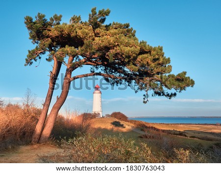 White lighthouse Dornbusch on Baltic sea, Hiddensee island in Germany. Famous view on the light house with pine tree in front.