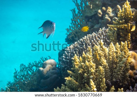 Tropical fish in the ocean. Beautiful Silver Moonfish (Moony, Monodactylidae) in Red Sea near coral reef. Hard corals, underwater diversity. Indo-Pacific water, diving photo. 