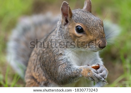 Close up portrait of an eastern gray squirrel (sciurus carolinensis) eating a nut