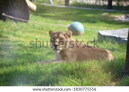 a close up pic of a female lioness