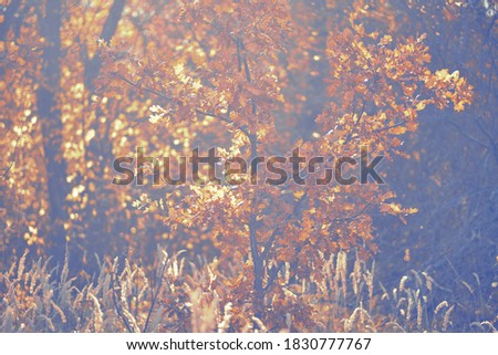 Golden forest. Soft focus blurred background image of sunset in forest. Autumn rural landscape with fog, sunset. Wild trees blooming on sunset. Samara, Russia.