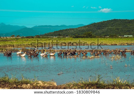 Calm time concept. Beauty peaceful panorama summer sunshine landscape scenery forested mountains background, duck swimming on blue water lake. Top view animal natural environment. Wallpaper design