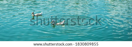 Calm time concept. Beauty peaceful BANNER summer sunshine landscape scenery, two couple white ducks swimming on green blue water lake. Top view animal natural environment. Wallpaper design