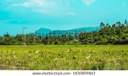 Calm time concept. Beauty peaceful panorama summer sunshine landscape scenery forested mountains background, duck swimming on blue water lake. Top view animal natural environment. Wallpaper design