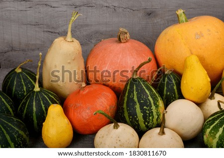 A group of colored pumpkins on a wooden background. Illustration of autumn harvest