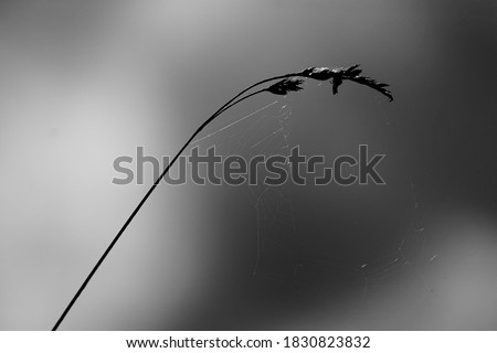 A single blade of grass with a spider web photographed against a cloudy sky background. 