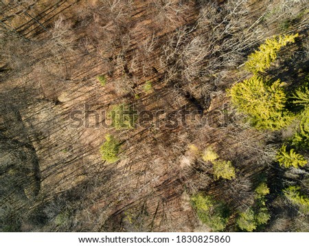 Aerial picture of forest in Switzerland. Image of alps.