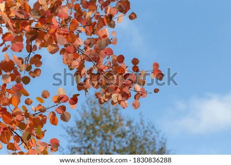 Aspen branches with pink and red leaves on a clear sunny autumn day. Photo with selective focus.