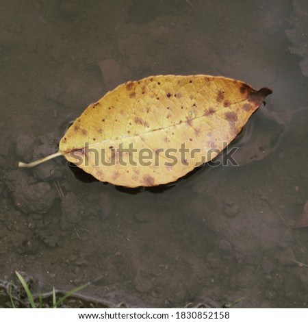 yellow autumn leaf floating on the water