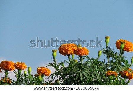 Marigold Flowers Against blue sky, Orange Flowers                                
