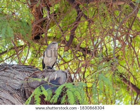 Close up shot of a Northern mockingbird standing on a tree trunk at Las Vegas, Nevada