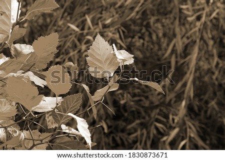Vintage sepia photo of leaves on a tree in autumn