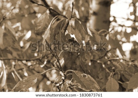 Vintage sepia photo of leaves on a tree in autumn