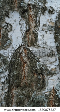 Birch bark texture and background