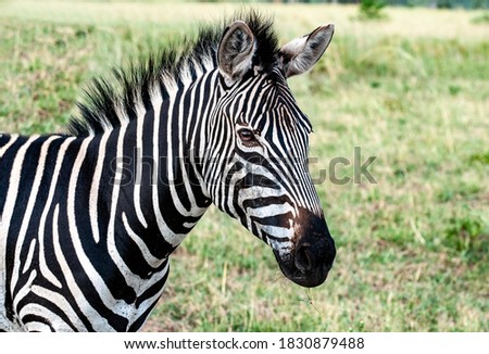 Close up portrait of one zebra