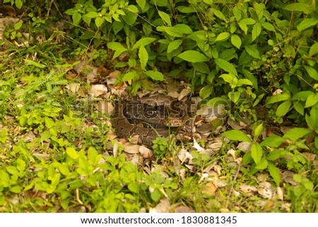 Boa constrictor wrapped up in a garden