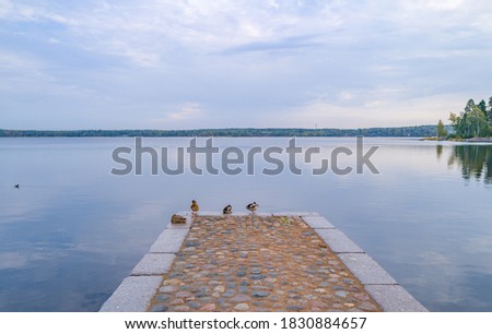 Ducks rests on the pier