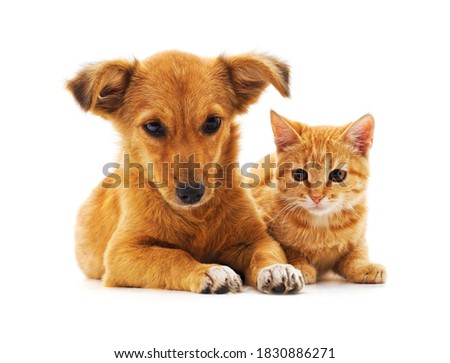 Kitten and puppy isolated on a white background.
