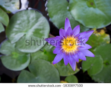 Close up lotus flower is blooming.