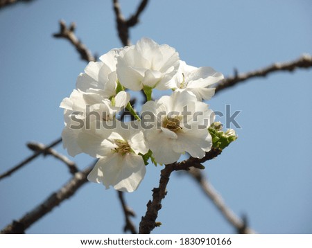 A closeup shot of plum blossoms on a branch
