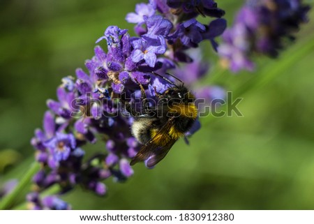 
beautifully blooming bunches of lavender flowers