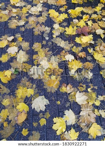 Footpath with Autumn leaves in full vibrant color.