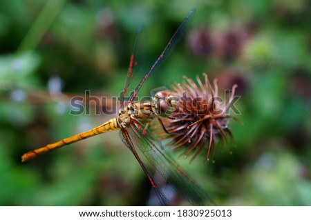 Dragonfly in wild flowers. Insects in nature.