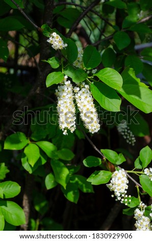 The branches bird cherry blossoms natural background