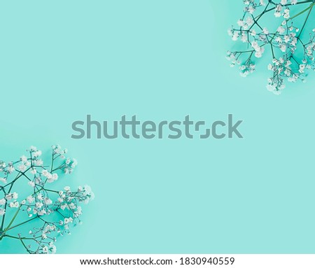 gypsophila flower on colored background