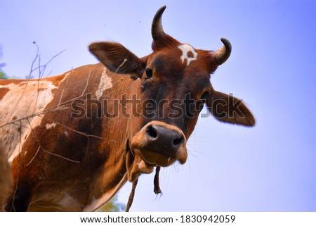 Portrait of a cow on the Moutains of Banihal Jammu & Kashmir,the picture is taken on 8 October 2020.