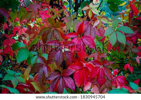 Beautifully colourful autumn picture of the five-fingered ivy also known as Virginia creeper (lat. Parthenocissus quinquefolia) with green, red, purple coloured leaves.