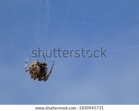 Spotted orbweaver spider and prey suspended in web Royalty-Free Stock Photo #1830945731