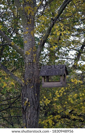 feeder in the form of a house on an old tree