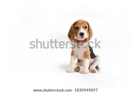 A small Beagle puppy sits on a white background Royalty-Free Stock Photo #1830949097