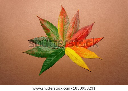 Autumn leaf made of colorful leaves