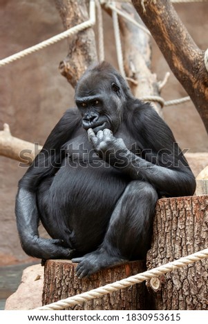 
adult black female goryli sitting on a wooden trunk