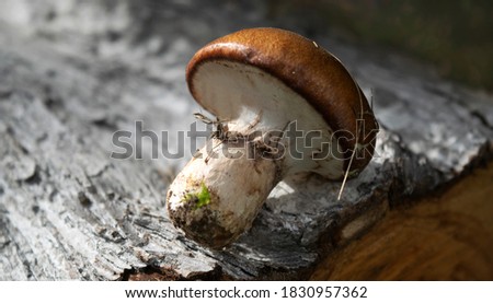 Small autumn mushroom on a wooden background. Natural light, nature, beautiful picture.