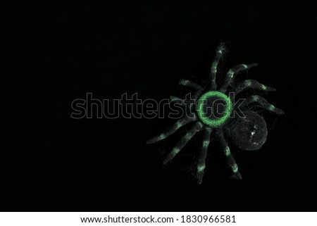 Scary decorative Halloween green and black ghostly spider in spooky spider web on black background with copy space